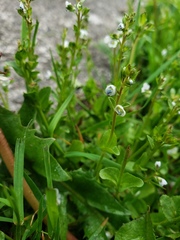 Veronica serpyllifolia