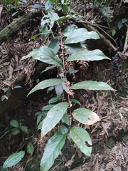 Maesa japonica