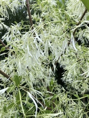 Chionanthus