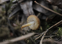 Strobilurus stephanocystis