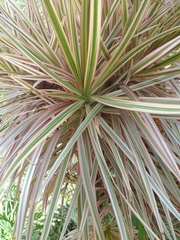Dracaena reflexa angustifolia