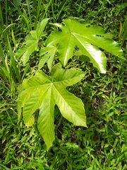 Cecropia schreberiana
