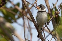 Sporophila albogularis