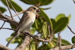 Sporophila albogularis