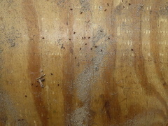 Myrmecophilus pergandei