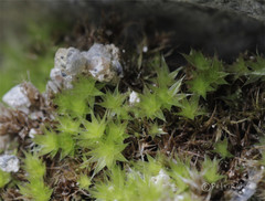 Ptychostomum pallescens