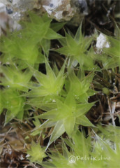 Ptychostomum pallescens