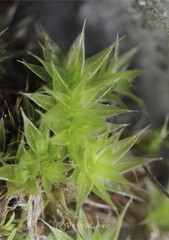 Ptychostomum pallescens