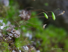 Ptychostomum pallescens