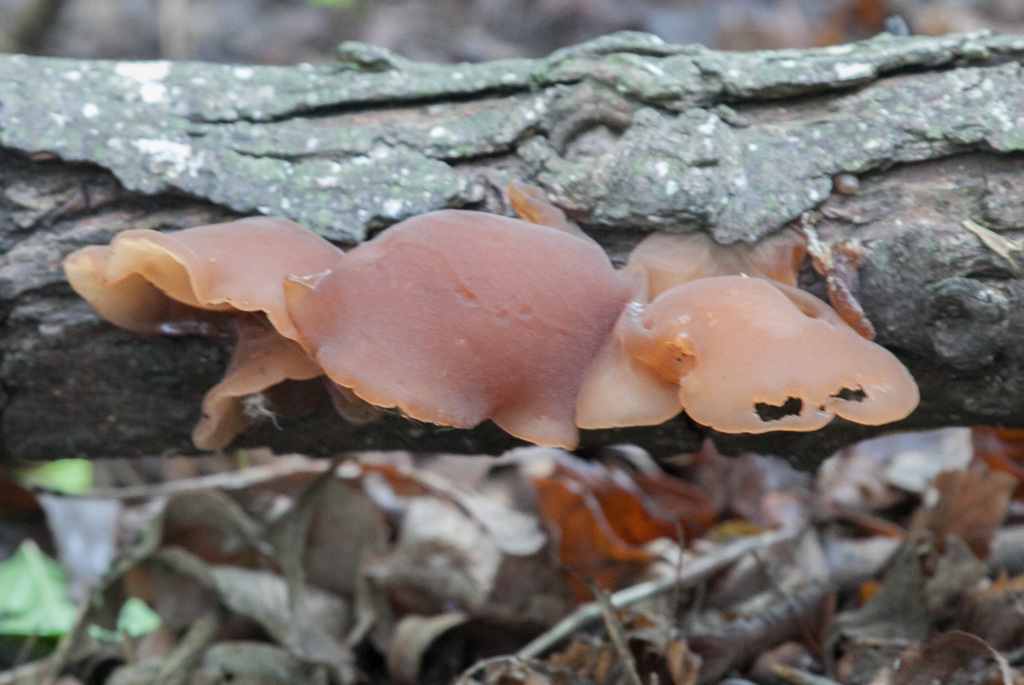 Wood ear fungi from Fort Worth, TX, USA on May 01, 2021 at 0949 AM by