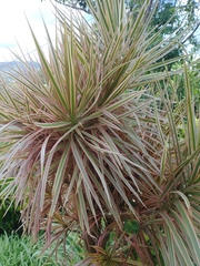 Dracaena reflexa angustifolia