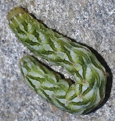 Cucullia chamomillae