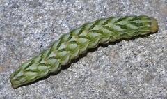 Cucullia chamomillae