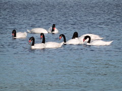 Cygnus melancoryphus