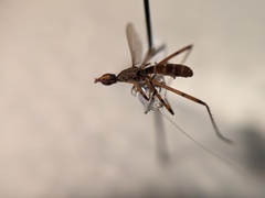 Micropeza stigmatica