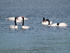 Cygnus melancoryphus