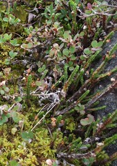 Cassiope tetragona tetragona