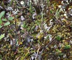 Cassiope tetragona tetragona