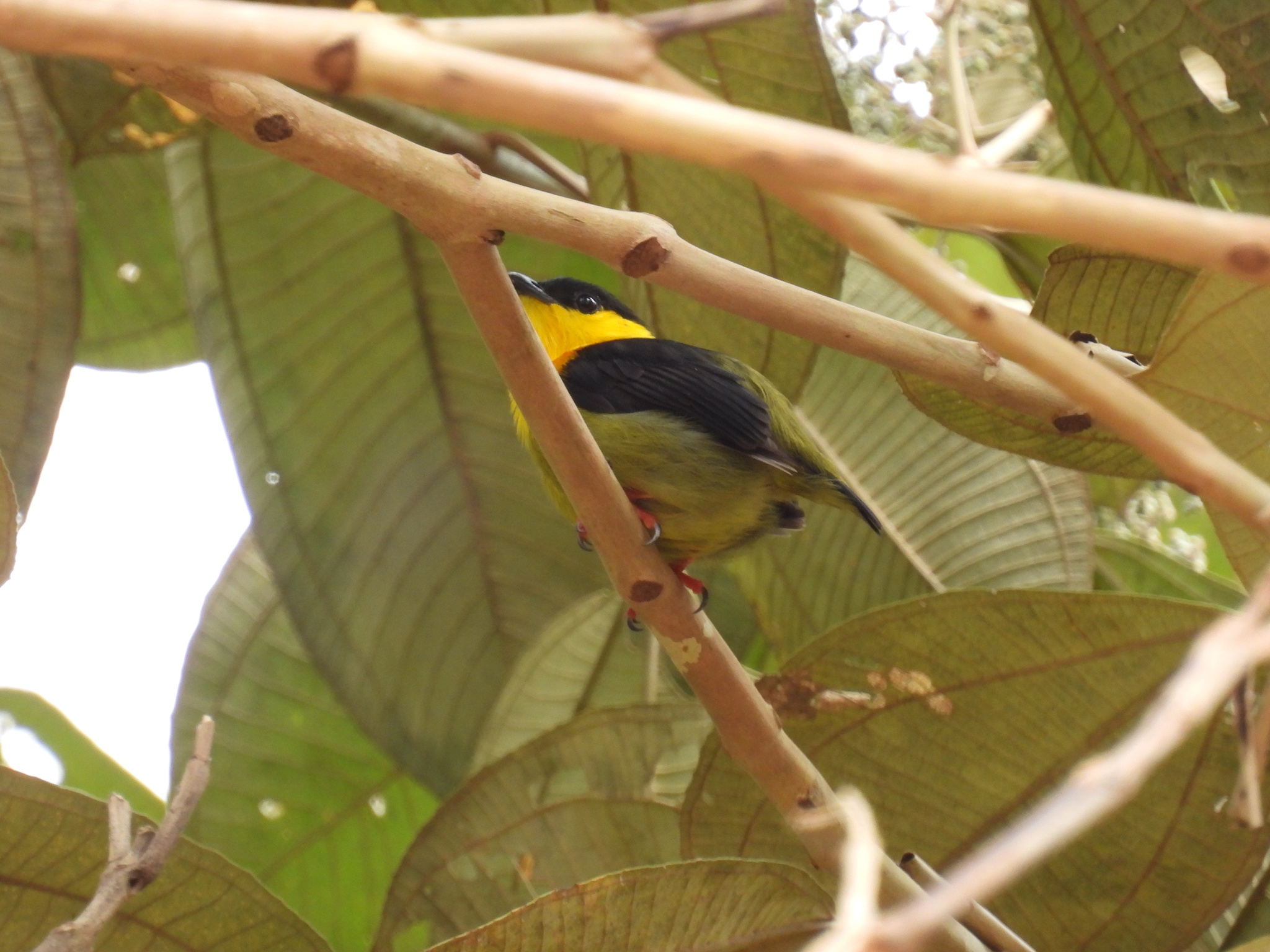 Golden-collared Manakin illustration