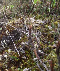 Cassiope tetragona tetragona
