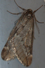 Alsophila aescularia