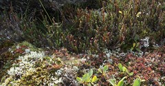 Cassiope tetragona tetragona