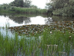 Nymphaea × marliacea