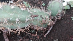 Acanthocereus chiapensis