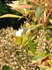 Pieris
