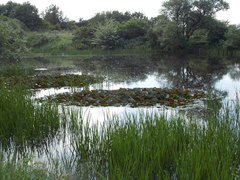 Nymphaea × marliacea