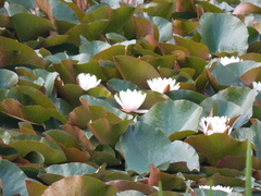 Nymphaea × marliacea