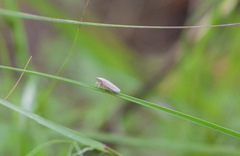 Prairiana
