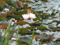Nymphaea × marliacea