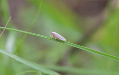 Prairiana