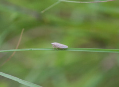Prairiana