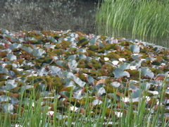 Nymphaea × marliacea