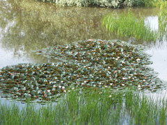 Nymphaea × marliacea