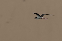 Himantopus mexicanus mexicanus