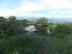 Nymphaea × marliacea