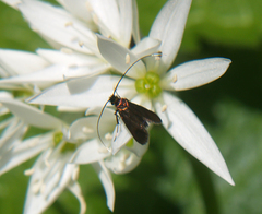 Cauchas rufimitrella