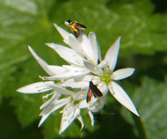 Cauchas rufimitrella