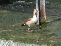 Alopochen aegyptiaca