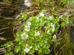 Saxifraga bracteata