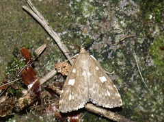 Udea olivalis
