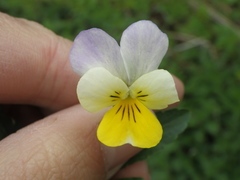 Viola × contempta
