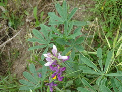 Lupinus hispanicus