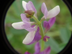 Lupinus hispanicus