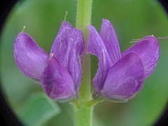 Lupinus hispanicus