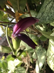 Canavalia hawaiiensis