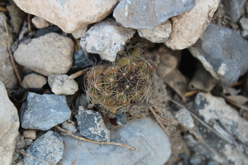 Image of Nickels' Cactus (Coryphantha nickelsiae) by (c) Francisco Martínez González, some rights reserved (CC BY-SA)